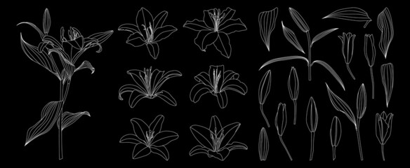 Set of isolated hand drawn outline lily flower vector