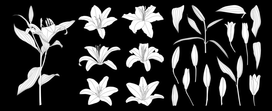 Set of isolated silhouette lily flower vector