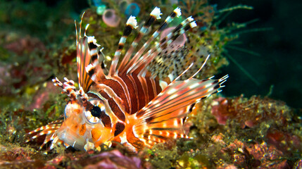 Fototapeta na wymiar Spotfin Lionfish, Pterois antennata, Coral Reef, Lembeh, North Sulawesi, Indonesia, Asia