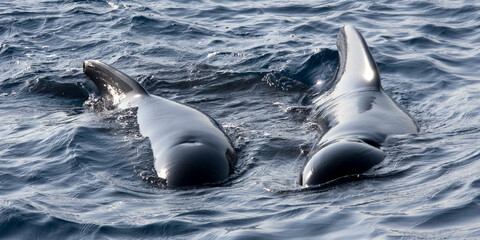 Long-finned Pilot Whale, Globicephale melas, El Estrecho Natural Park, Strait of Gibraltar, Tarifa, Cádiz Province, Andalucía, Spain, Europe © Al Carrera