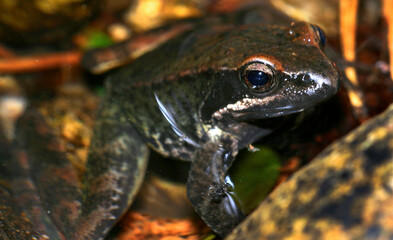 Iberian Frog, Rana iberica, Sierra de Guadarrama National Park, Segovia, Castilla y León, Spain,...