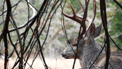 Wild deer with antlers or horns portrait by tree, animal in Yosemite valley forest, California wildlife fauna, USA. Buck face or stag head, big eyes. Wilderness or woodland. Cervus in natural habitat.