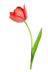 beautiful one red tulip with a leaf isolated on a white background 