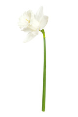 Naklejka na ściany i meble beautiful one white narcissus flower isolated on a white background 
