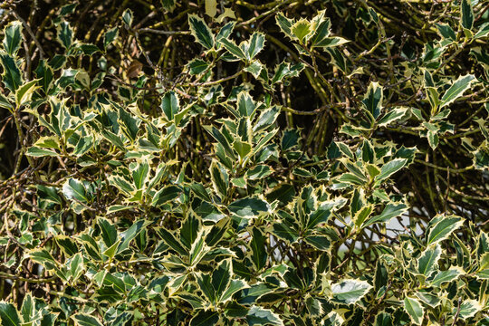 Argentia Marginata Christmas holly with thorny variegated leaves on blurred background of maple foliage . Close-up. Tree grows on green lawn. Public city park "Krasnodar" or Galitsky park