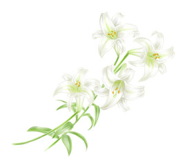 Lily flower frame drawn in digital watercolor