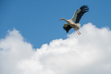 White stork in flight against a blue sky