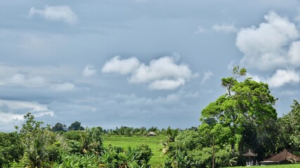 Fototapeta na wymiar trees and clouds, badung, bali