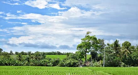 Fototapeta na wymiar landscape with ricefield at badung, bali