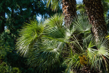 Blooming Chinese windmill palm (Trachycarpus fortunei) or Chusan palm against blue sky. Adler Arboretum 