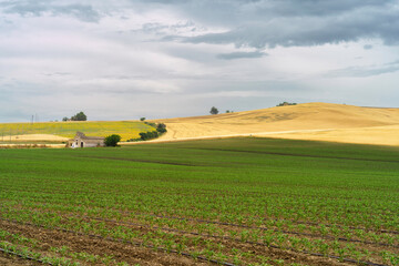 Fototapeta premium Country landscape in Basilicata, Italy, at summer