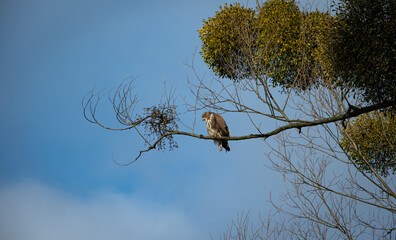 Common buzzard