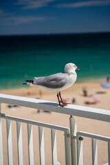 Fototapeta na wymiar Seagull sitting on fence of Perth beach