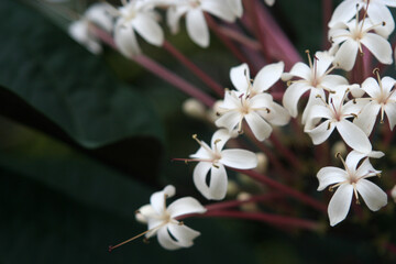 White Starburst bush flowers (Clerodendrum quadriloculare) with blurry green leaves on the...