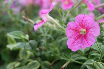 Pink Petunia (Petunia Hybrida) with blurry background at Taman Bunga Nusantara, West Java, Indonesia