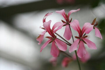 Pink Pelargonium flowers (Pelargonium peltatum) with blurry background