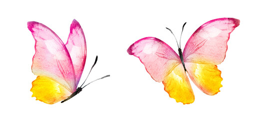 Color watercolor butterfly , isolated on the white background. Set