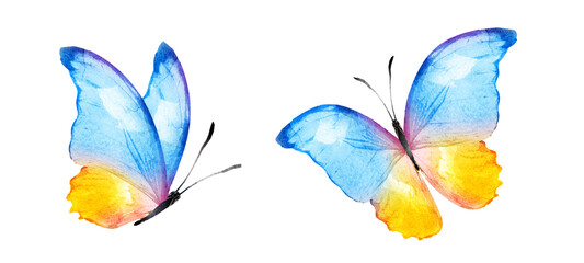 Color watercolor butterfly , isolated on the white background. Set © suns07butterfly