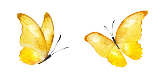 Color watercolor butterfly , isolated on the white background. Set