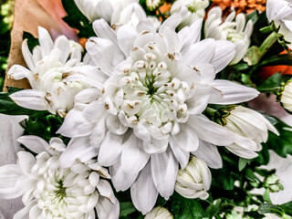 Indian chrysanthemum flower - white, closeup