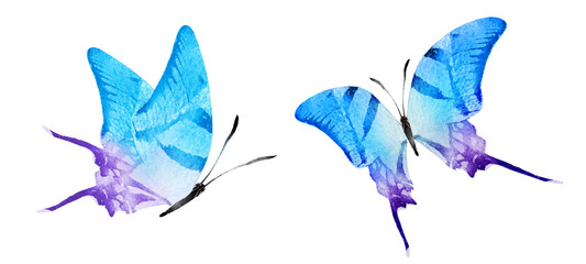 Color watercolor butterfly , isolated on the white background. Set