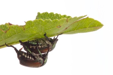 Popillia japonica, coleottero, accoppiamento per riproduzione