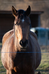 Obraz premium Photos d'une journée au écurie