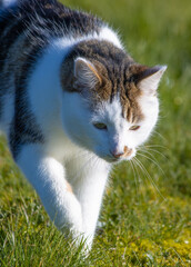 domestic pet cat prowling on grass field