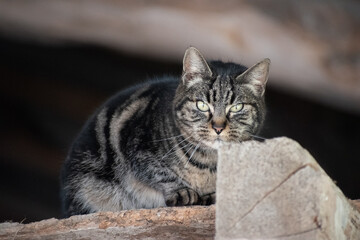 Photos d'une journée au écurie