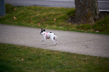 white short haired chihuahua dog with black spots wearing a pink harness running down a concrete track