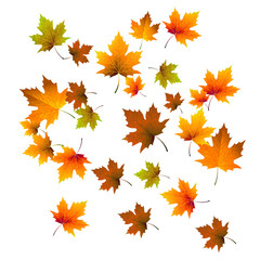 Autumn multicolored maple leaves isolated on a white background