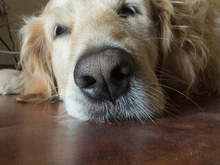 Golden retriever dog. Head. Closeup of nose. Sleep. 
