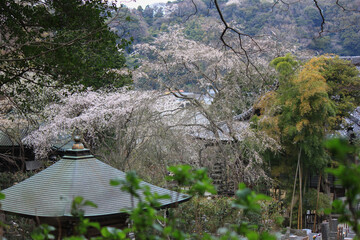 春の鎌倉。桜が咲く安国論寺。