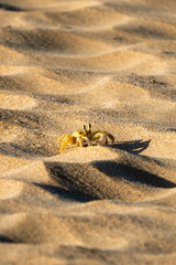 Crabe