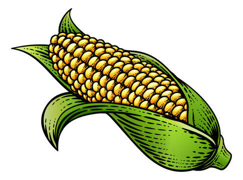 Corn Vegetable Vintage Woodcut Illustration