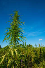 Cannabis plant on agricultural hemp field