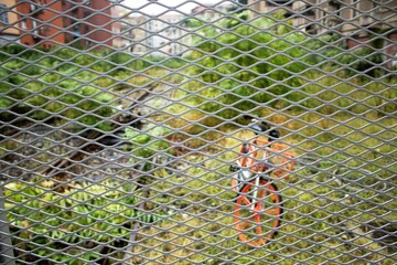 evocative image of a public bicycle behind an iron net in Milan 
