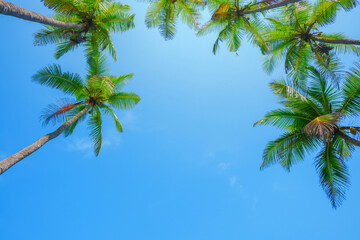 Obraz na płótnie Canvas Tropical coconut palm trees over blue sky with copy space
