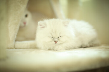 Kitten 아기 고양이
