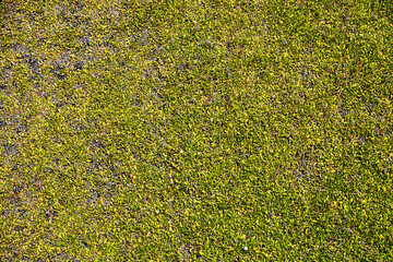 Meerespflaneze, Salzwasserpflanze, Steinpflanze, Natur,