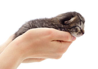 Little gray kitten on the hands.