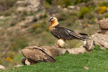 Gypaète barbu,.Gypaetus barbatus, Bearded Vulture, Vautour fauve,.Gyps fulvus, Griffon Vulture