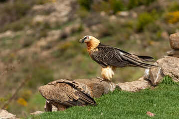 Gypaète barbu,.Gypaetus barbatus, Bearded Vulture, Vautour fauve,.Gyps fulvus, Griffon Vulture