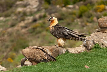 Gypaète barbu,.Gypaetus barbatus, Bearded Vulture, Vautour fauve,.Gyps fulvus, Griffon Vulture