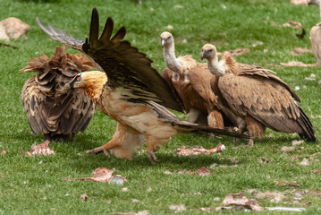 Gypaète barbu,.Gypaetus barbatus, Bearded Vulture, Vautour fauve,.Gyps fulvus, Griffon Vulture