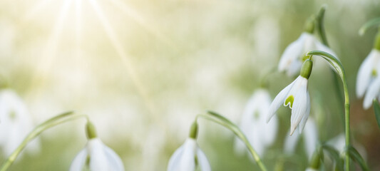 Spring awakening in the morning - White fresh snowdrops flower ( Galanthus ) on green meadow in...