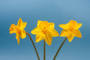 Yellow daffodils isolated on blue background. Close up.