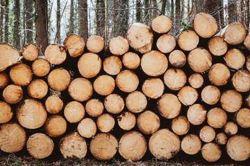 Gefälltes Holz im Wald, Abholzung, Baumstämme
