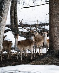 Amazing deers in the winter forest staying together in high qhality wildlife photography.