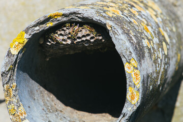 Wasp nest with poisonous stinger in a pipe. Danger for allergic.